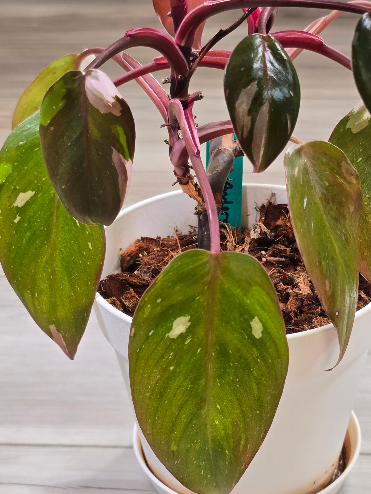 Philodendron Red Anderson Mother Plant #7