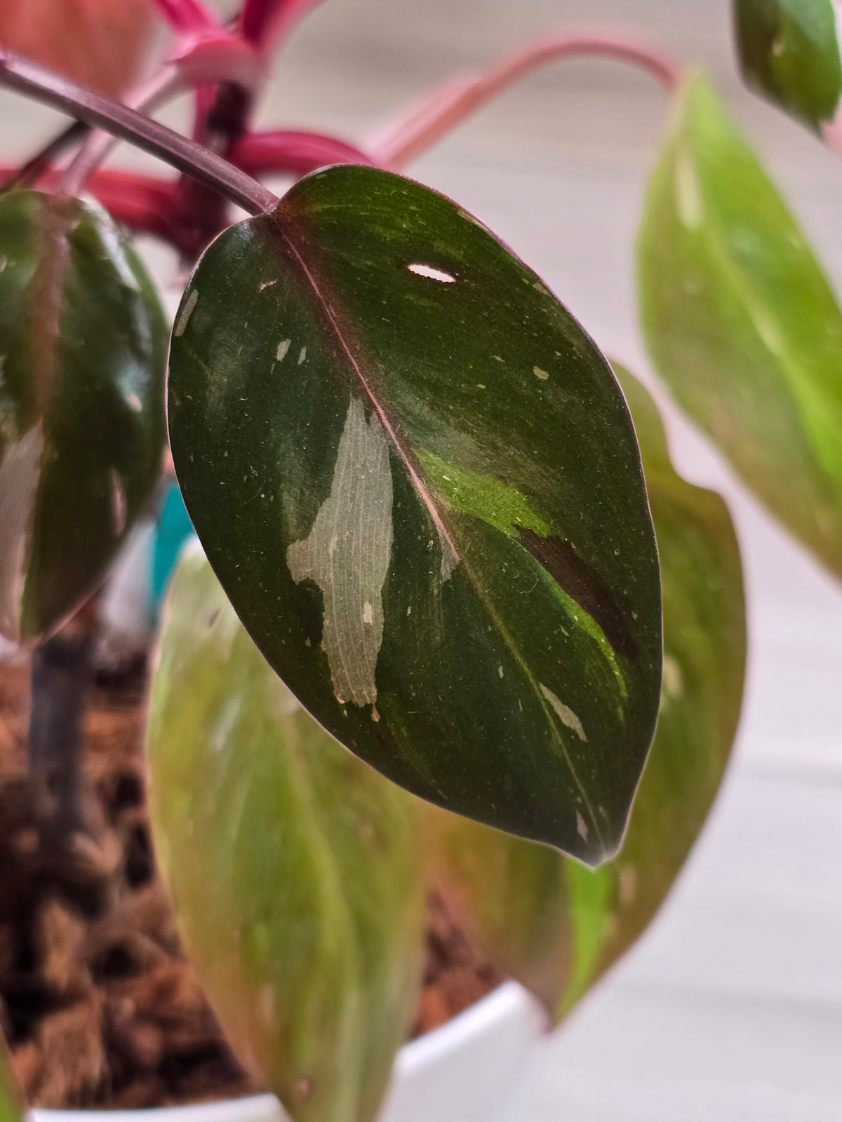 Philodendron Red Anderson Mother Plant #7