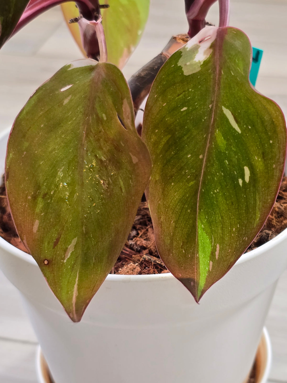 Philodendron Red Anderson Mother Plant #7