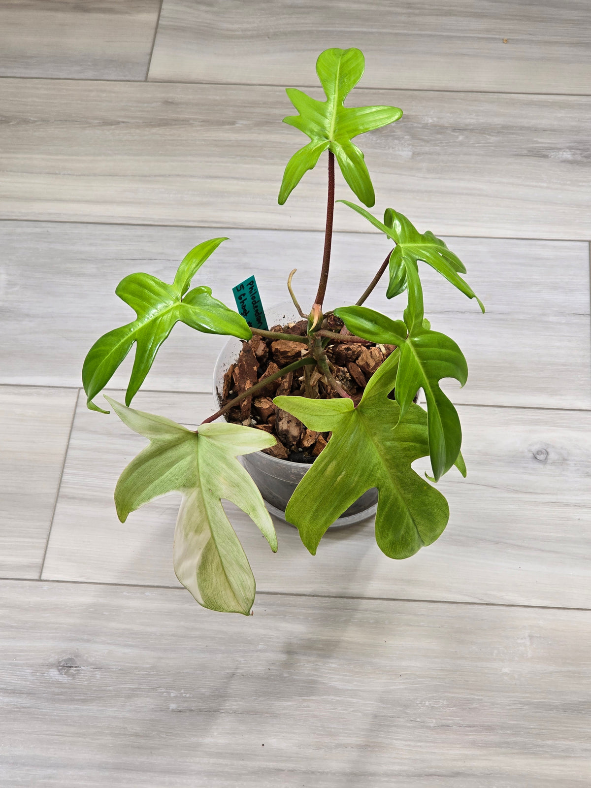 Philodendron Florida Ghost Mother Plant #5