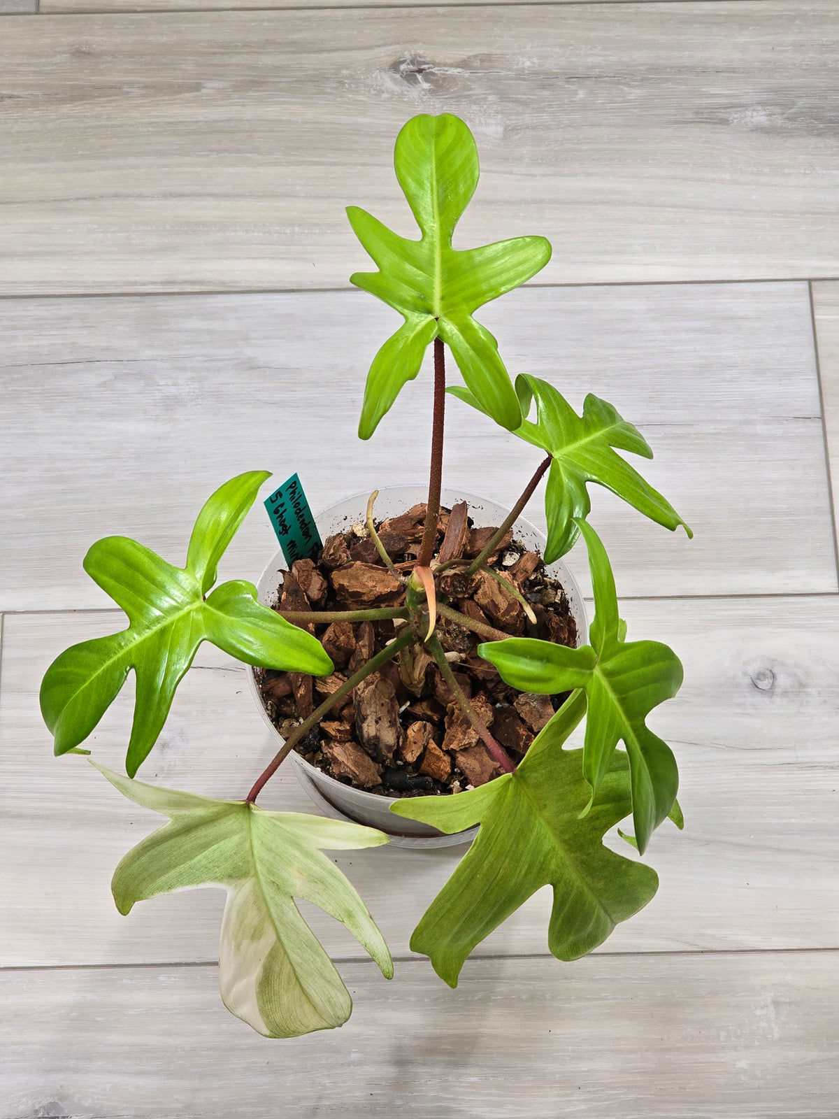 Philodendron Florida Ghost Mother Plant #5