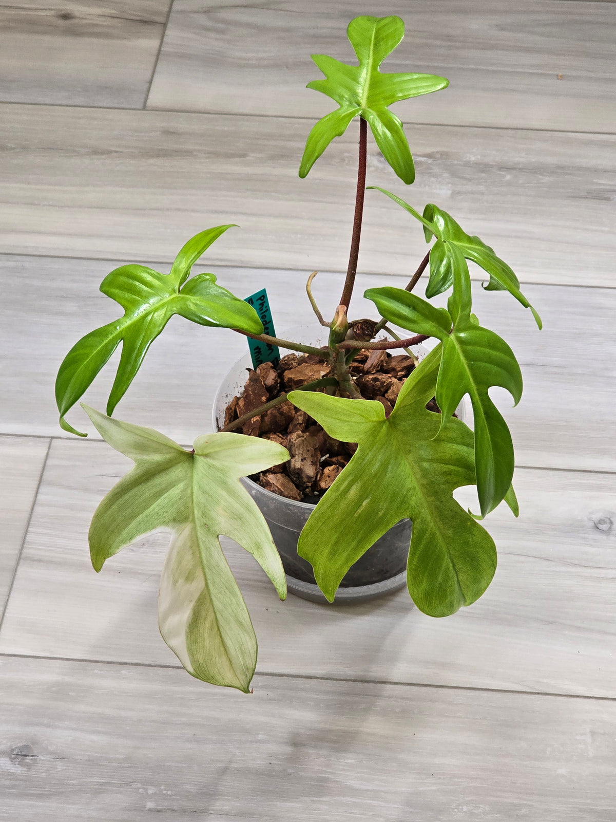 Philodendron Florida Ghost Mother Plant #5