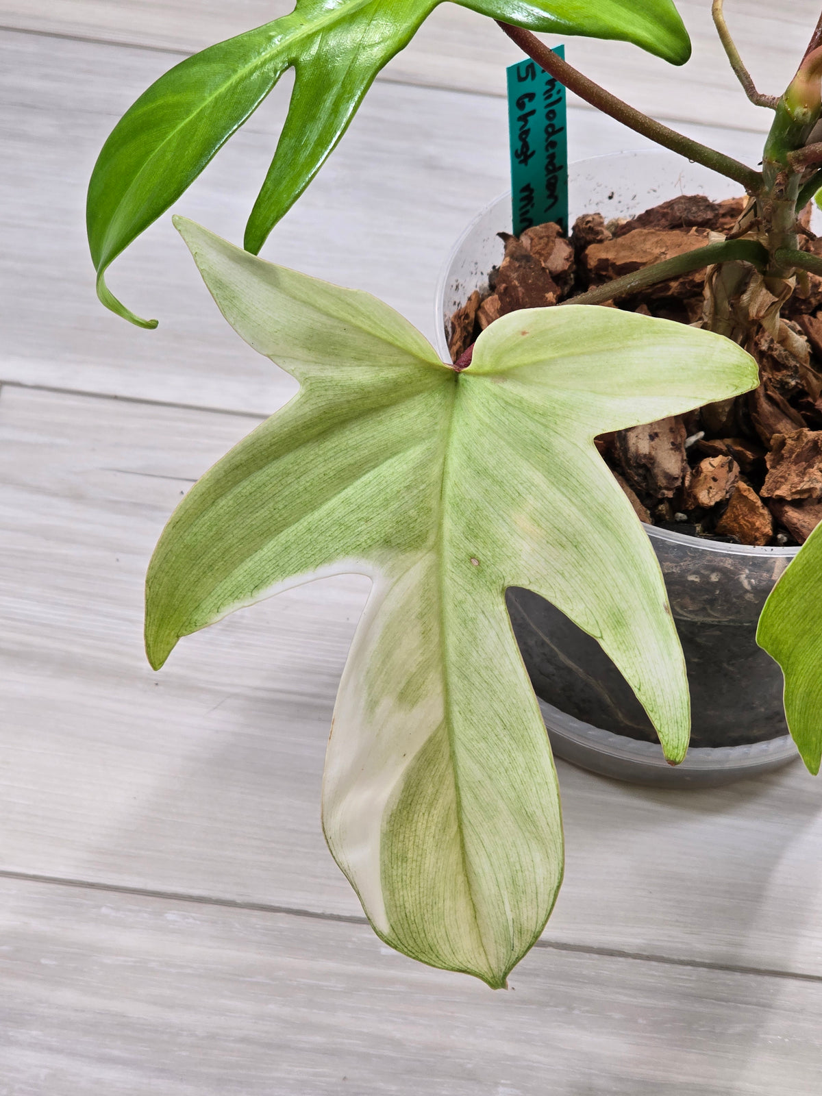 Philodendron Florida Ghost Mother Plant #5