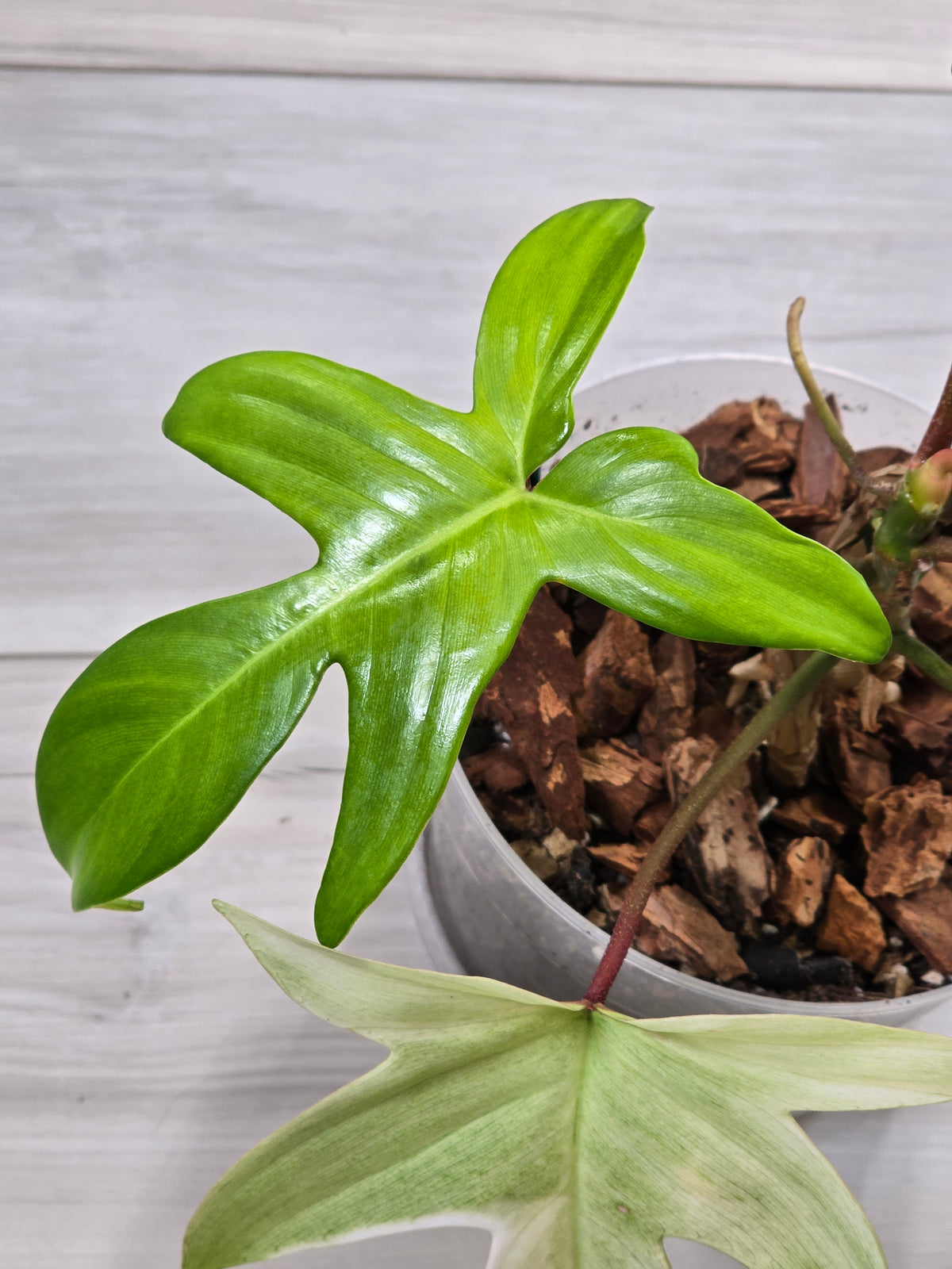 Philodendron Florida Ghost Mother Plant #5