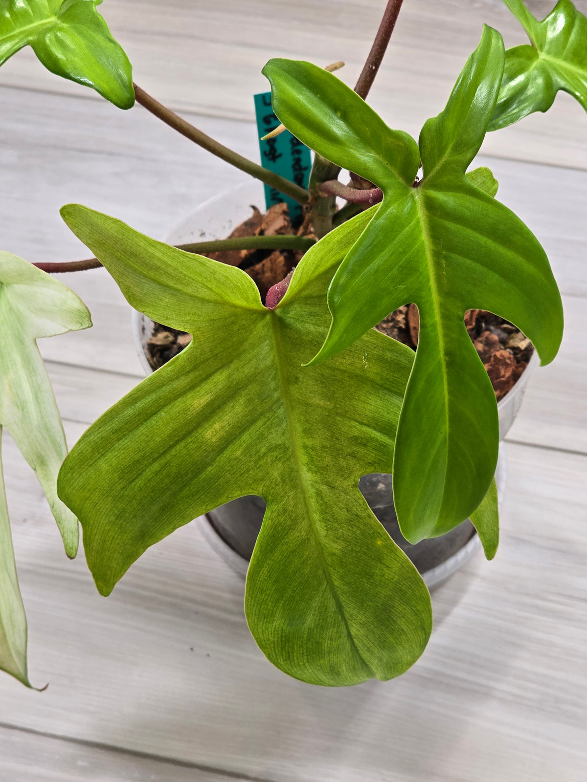 Philodendron Florida Ghost Mother Plant #5