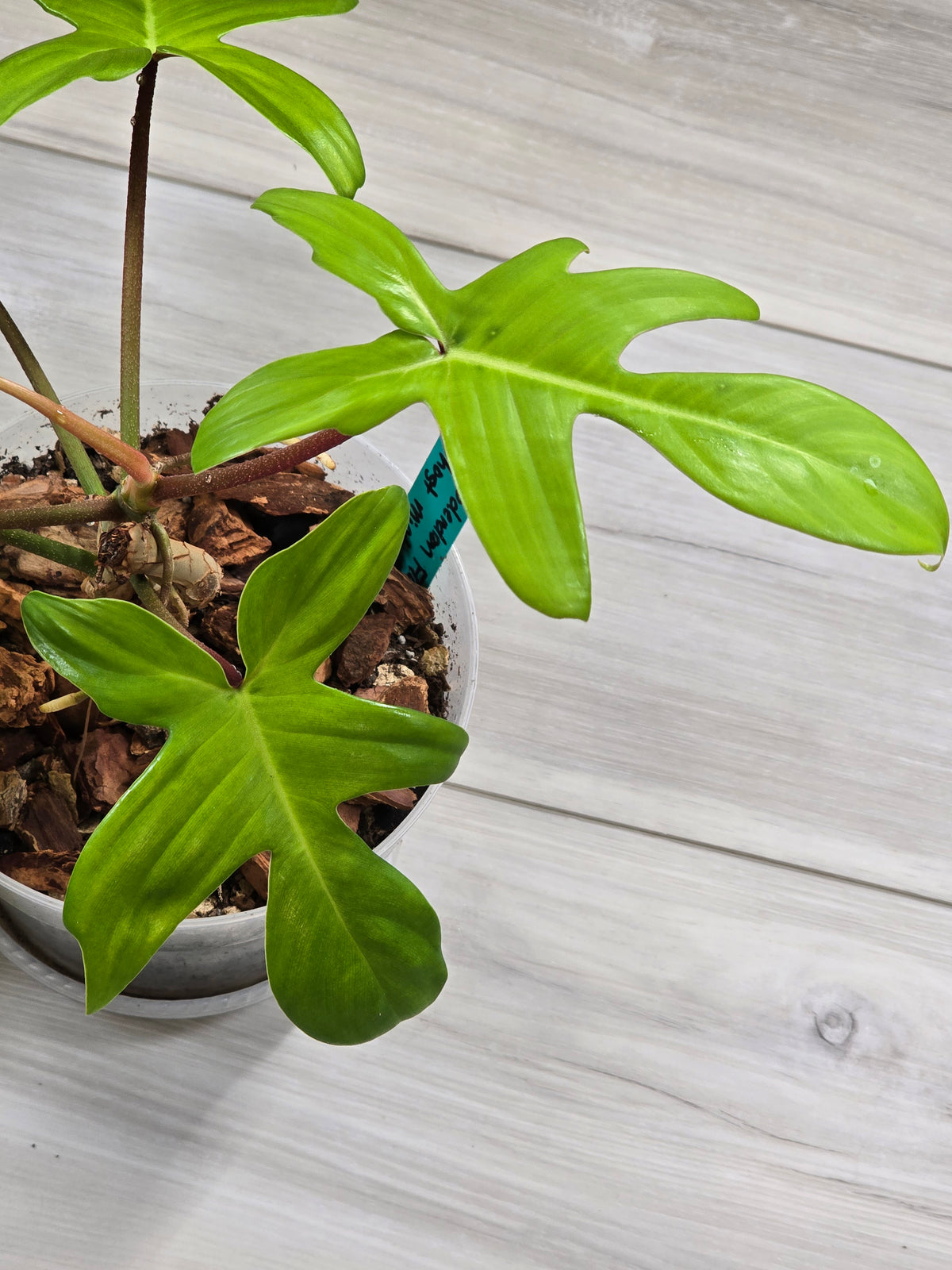 Philodendron Florida Ghost Mother Plant #5
