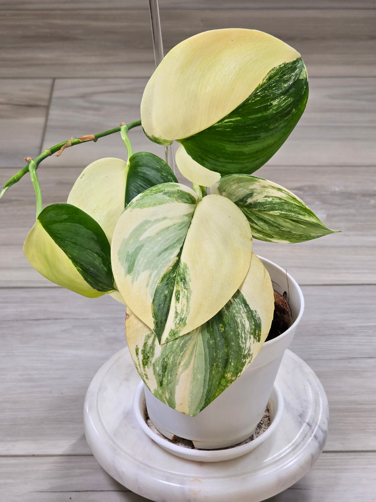 Scindapsus Rubicon Variegated #574
