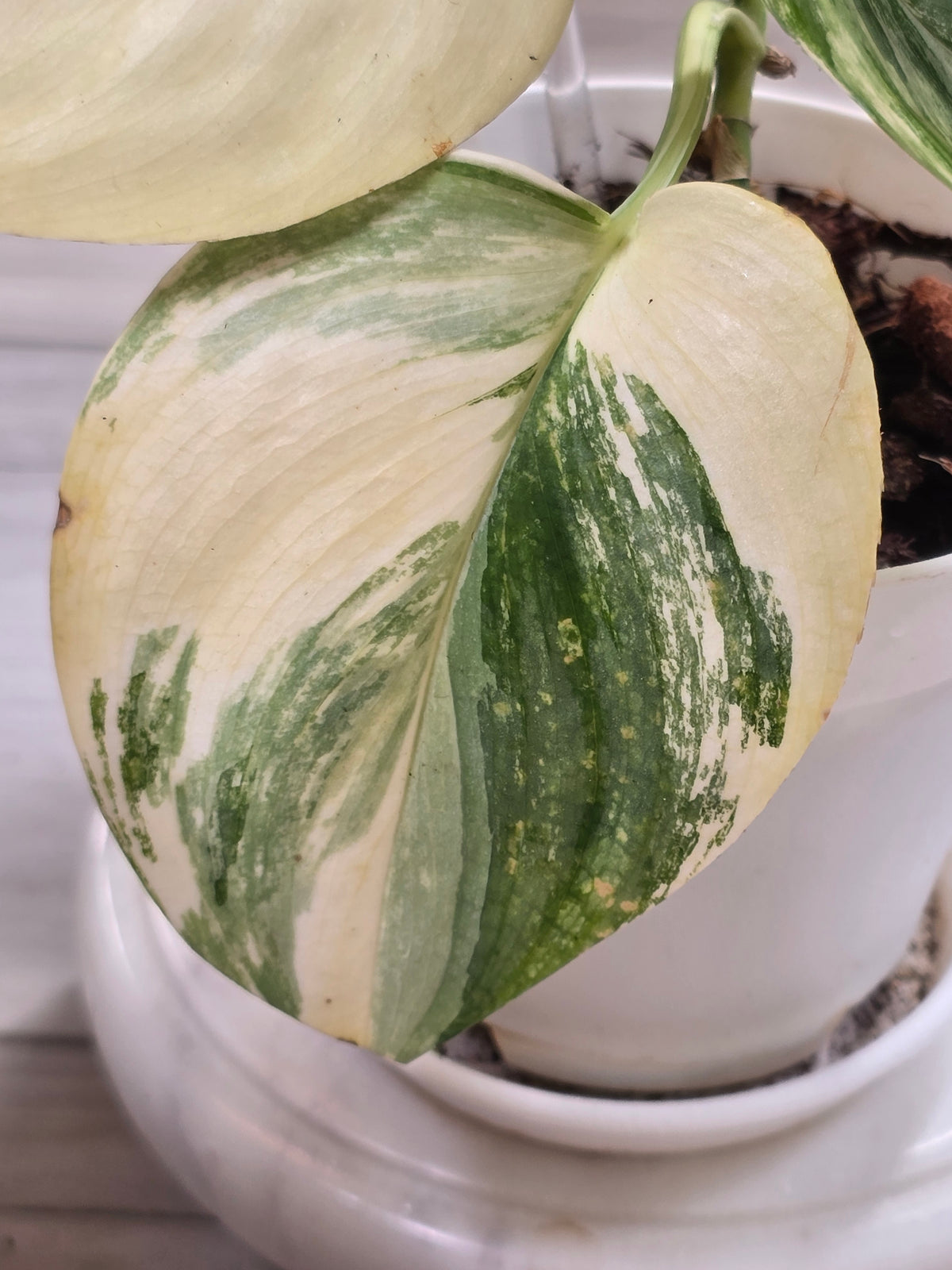 Scindapsus Rubicon Variegated #574
