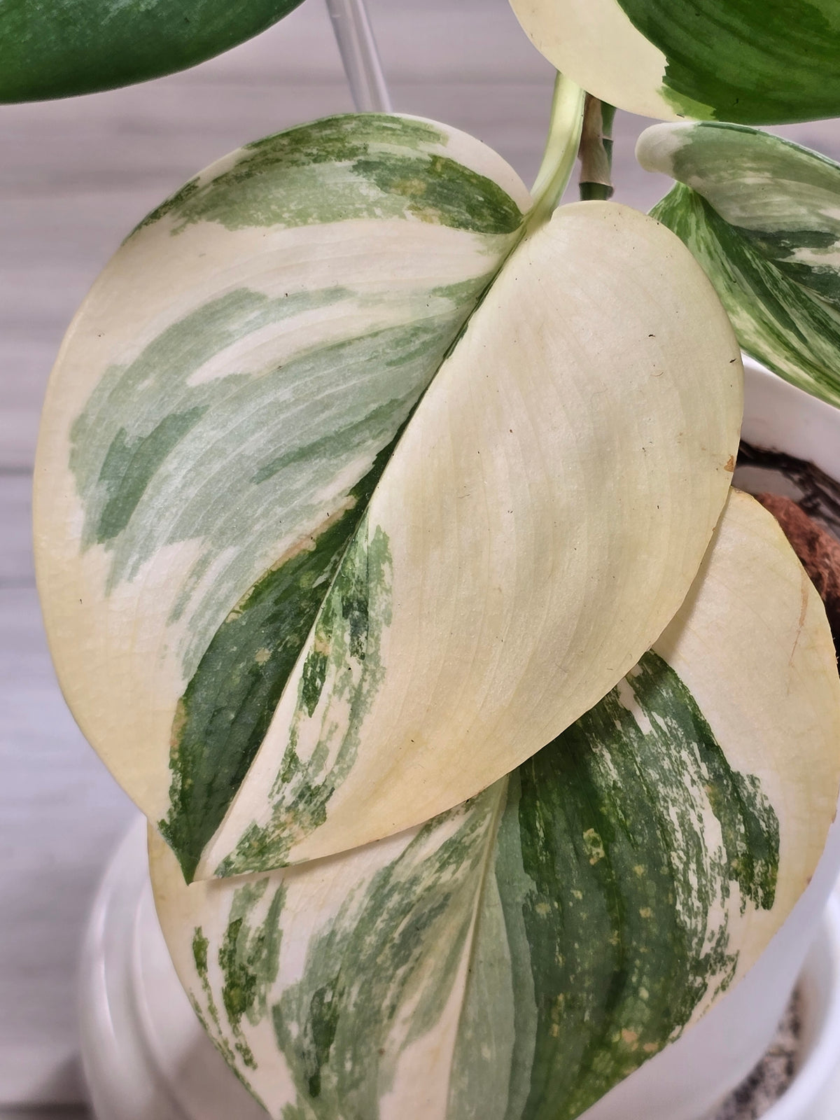 Scindapsus Rubicon Variegated #574