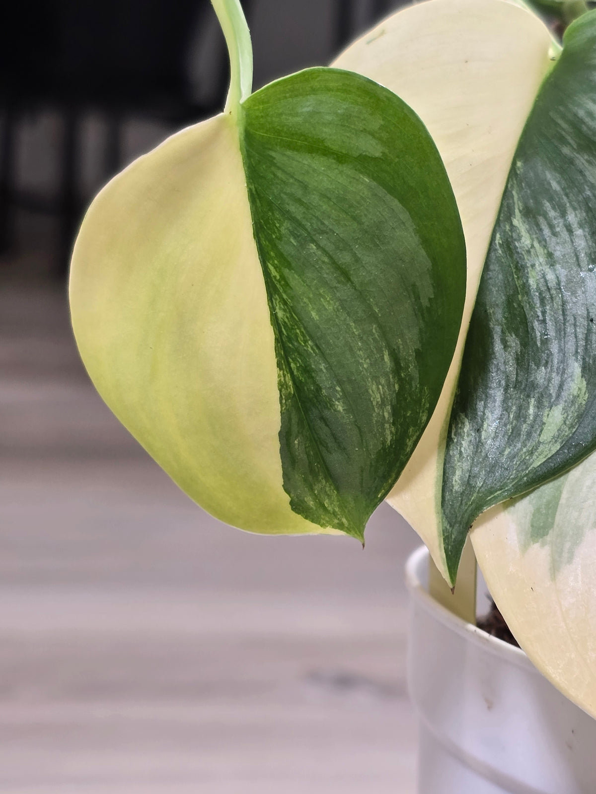 Scindapsus Rubicon Variegated #574
