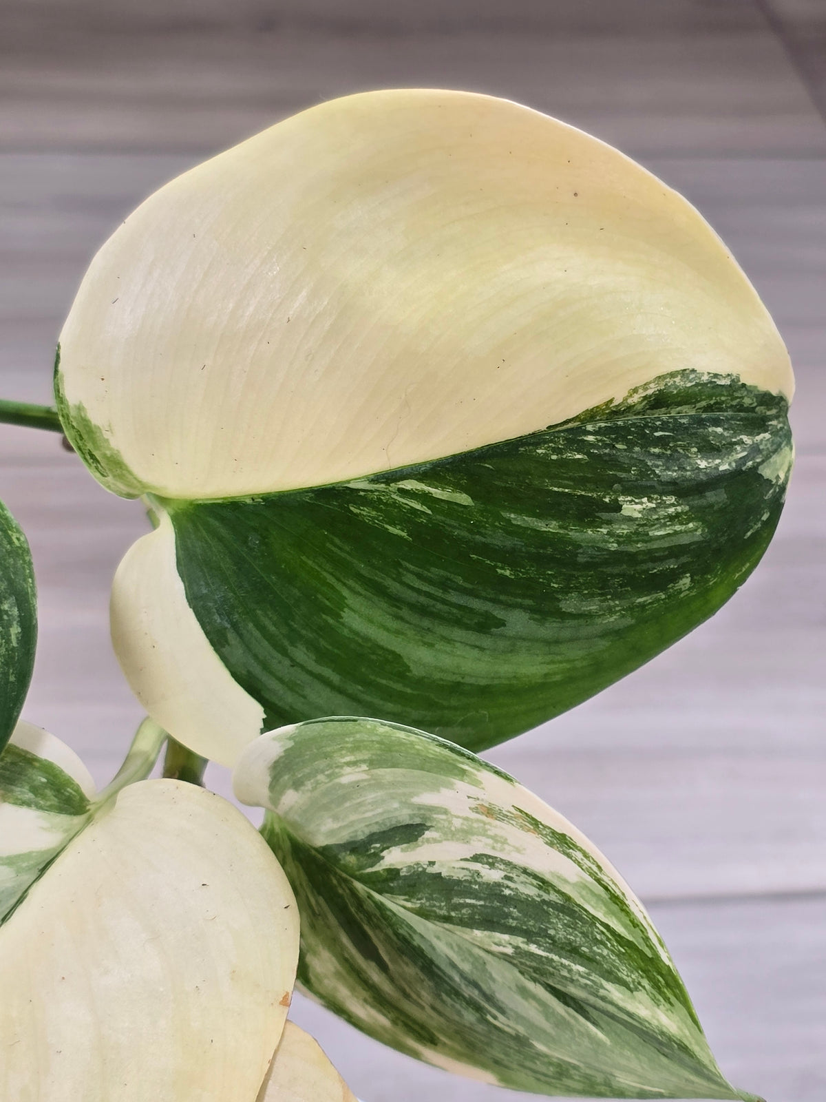 Scindapsus Rubicon Variegated #574