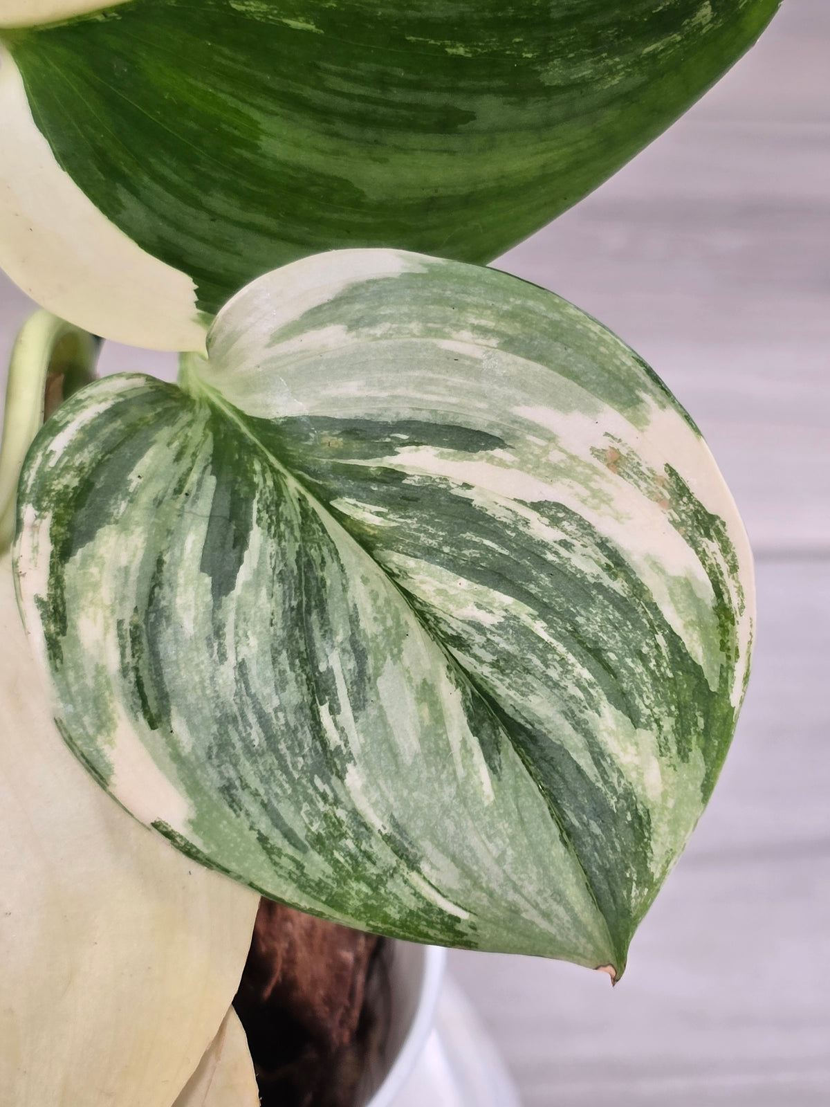 Scindapsus Rubicon Variegated #574