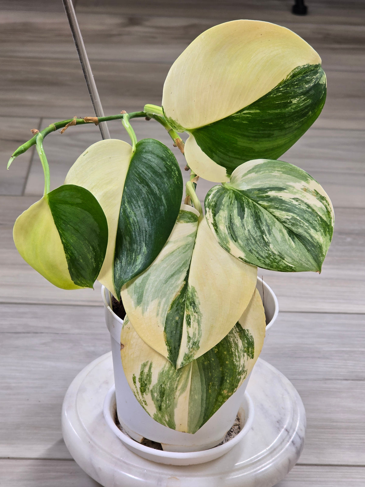 Scindapsus Rubicon Variegated #574