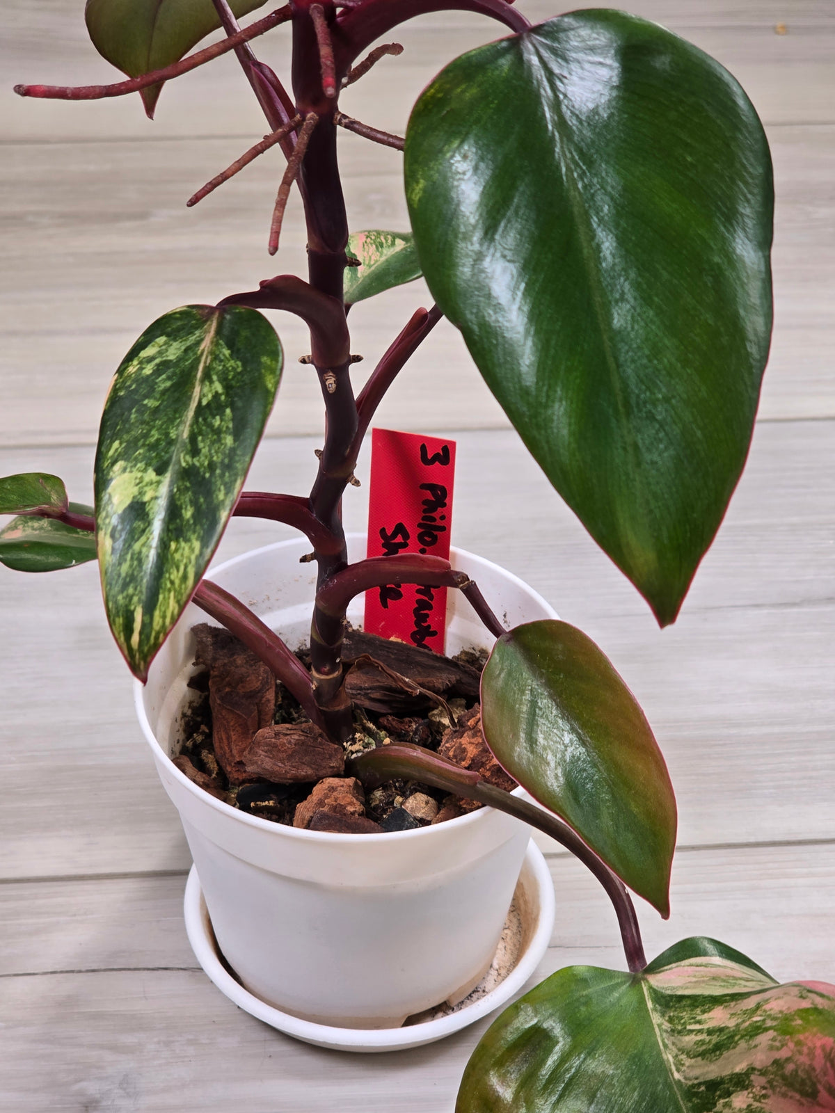 Philodendron Strawberry Shake #3