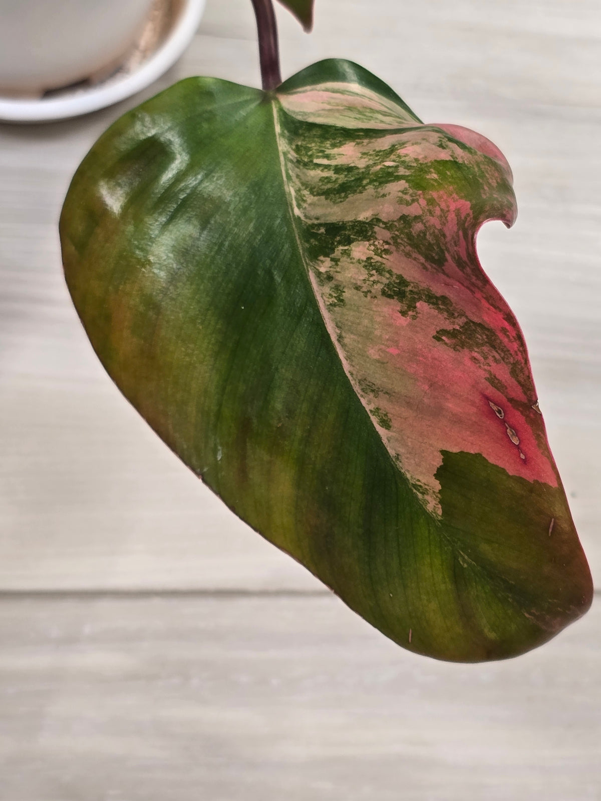 Philodendron Strawberry Shake #3