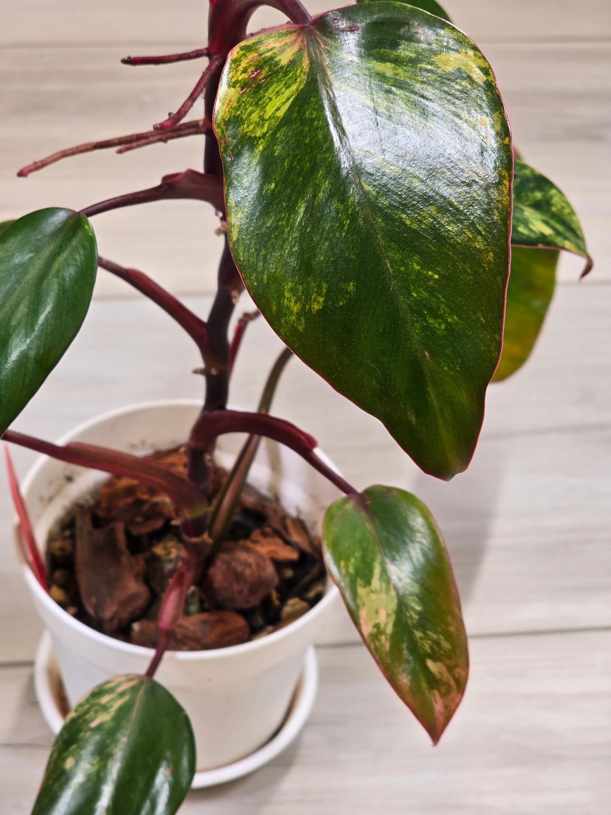 Philodendron Strawberry Shake #3
