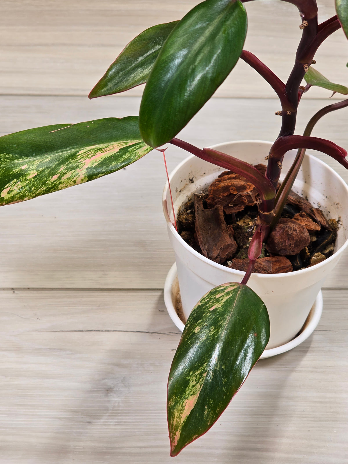 Philodendron Strawberry Shake #3