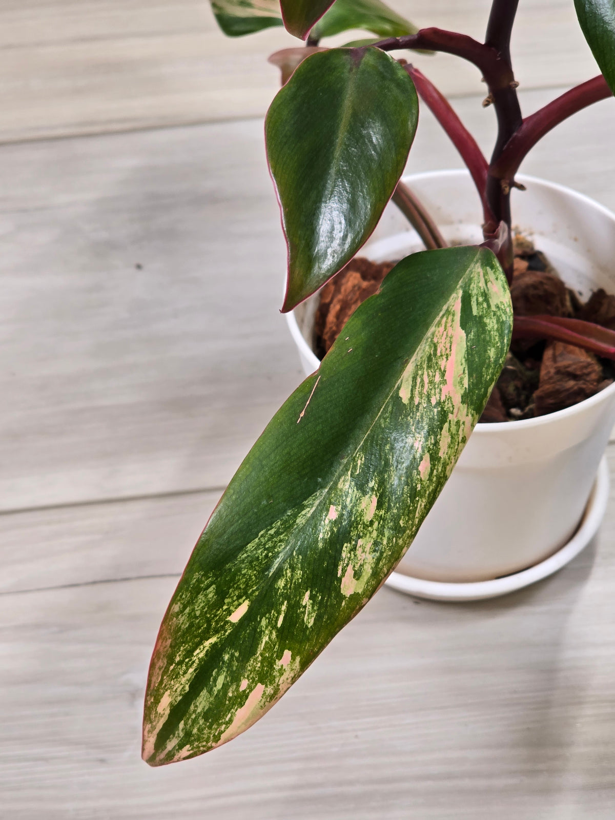 Philodendron Strawberry Shake #3