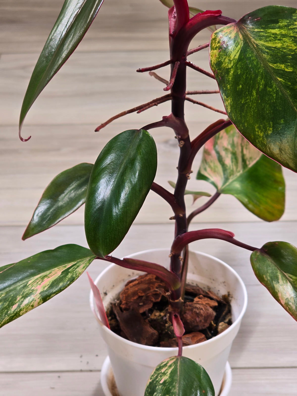 Philodendron Strawberry Shake #3