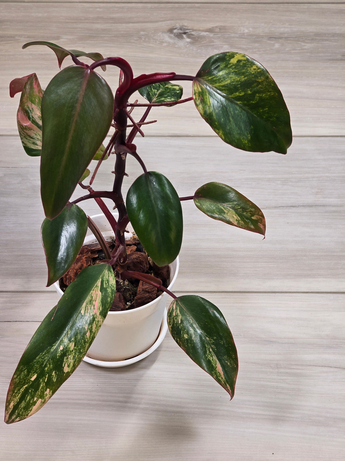 Philodendron Strawberry Shake #3