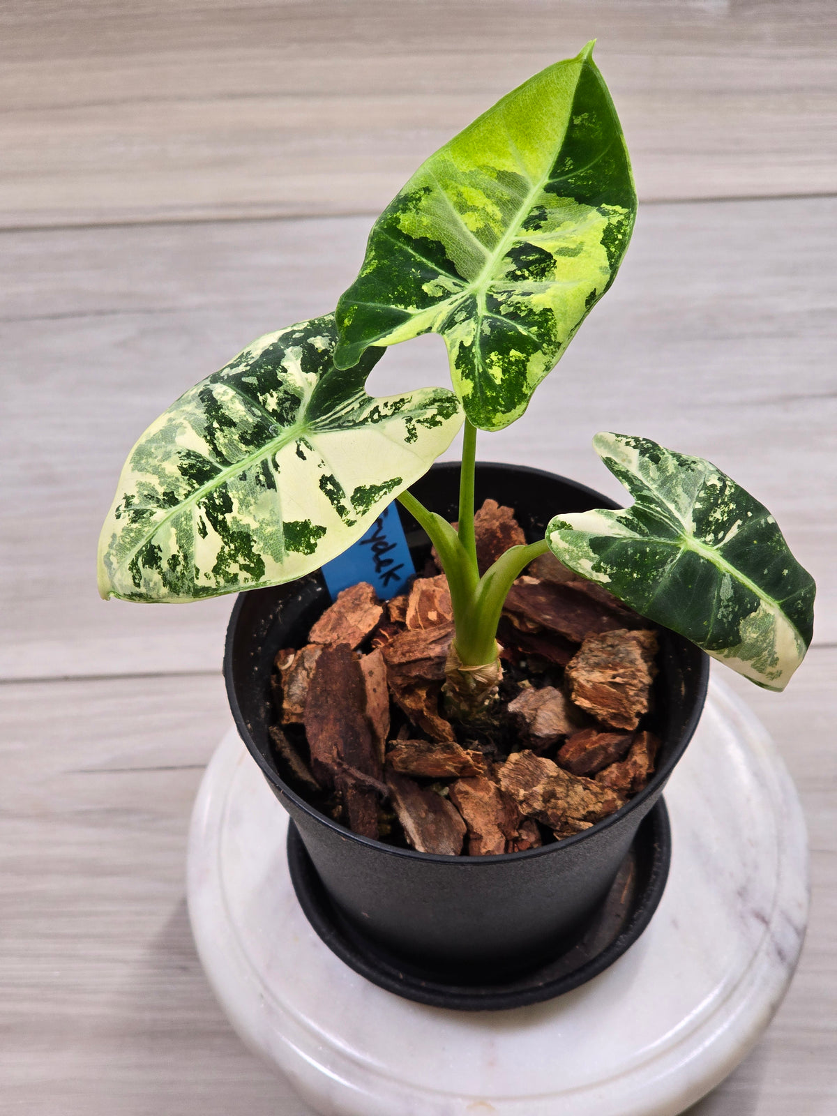 Alocasia Frydek Variegated #1