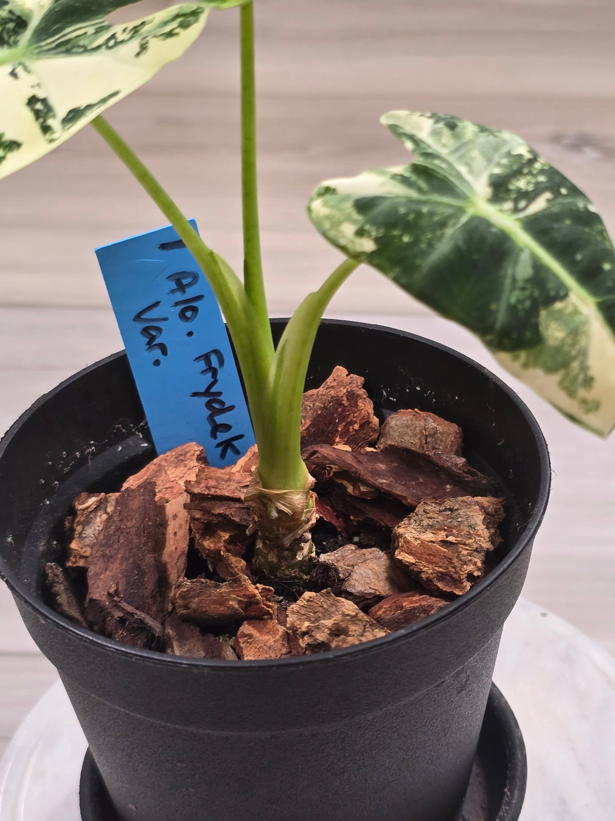 Alocasia Frydek Variegated #1