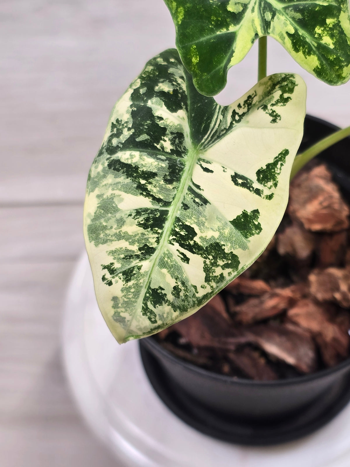 Alocasia Frydek Variegated #1