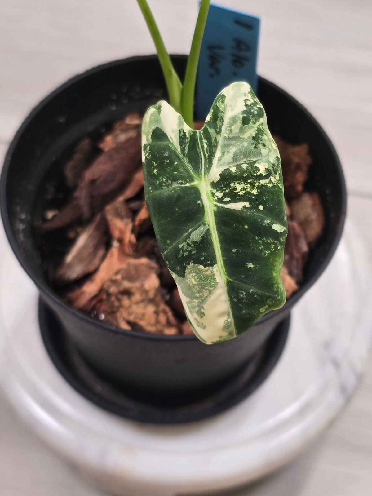 Alocasia Frydek Variegated #1