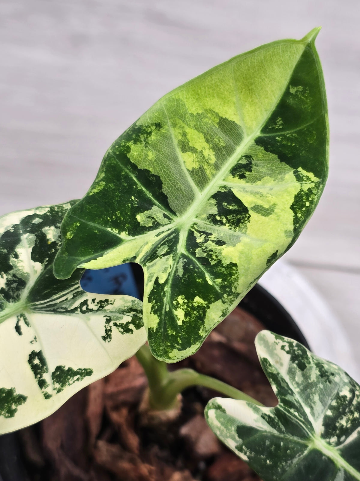 Alocasia Frydek Variegated #1