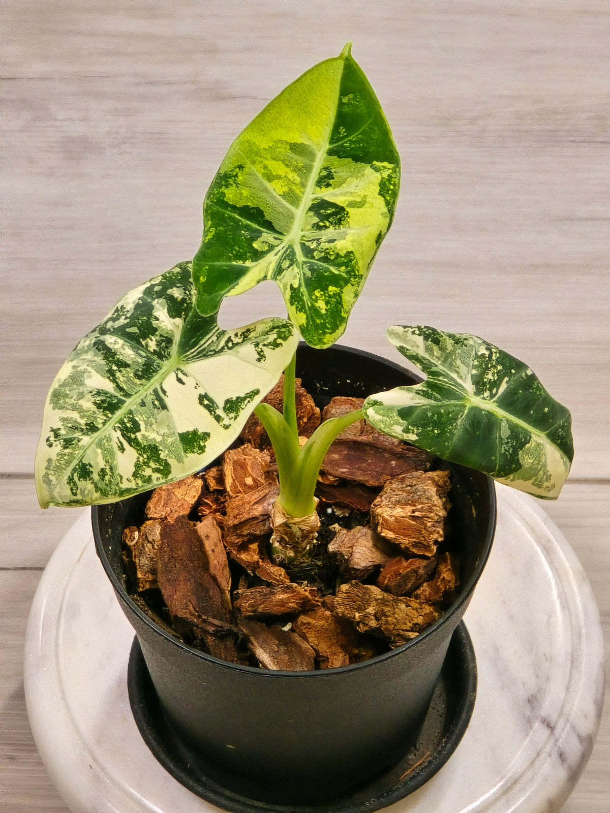 Alocasia Frydek Variegated #1