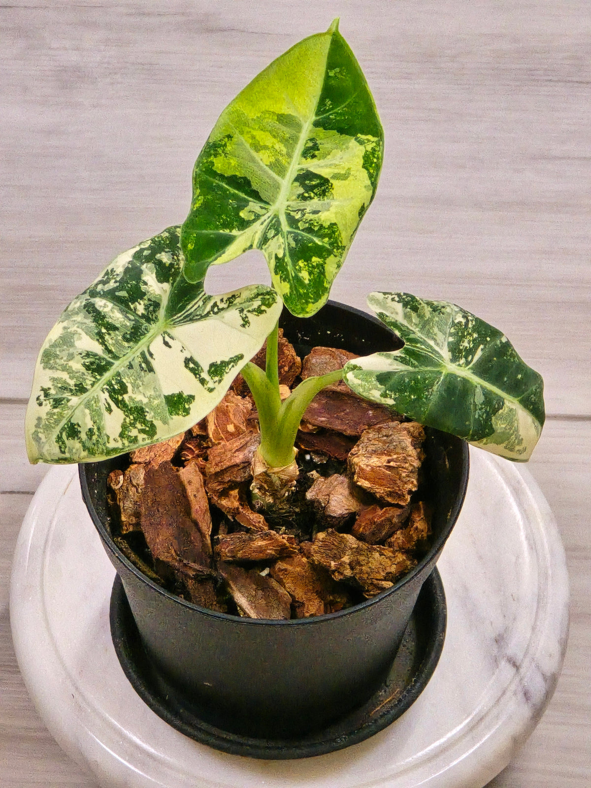 Alocasia Frydek Variegated #1