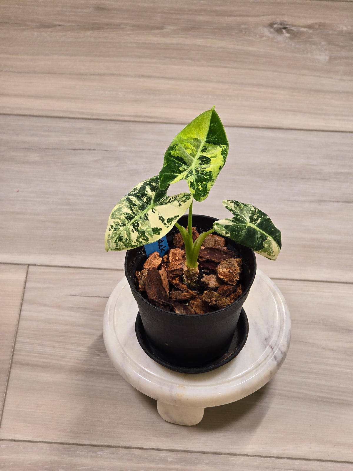Alocasia Frydek Variegated #1