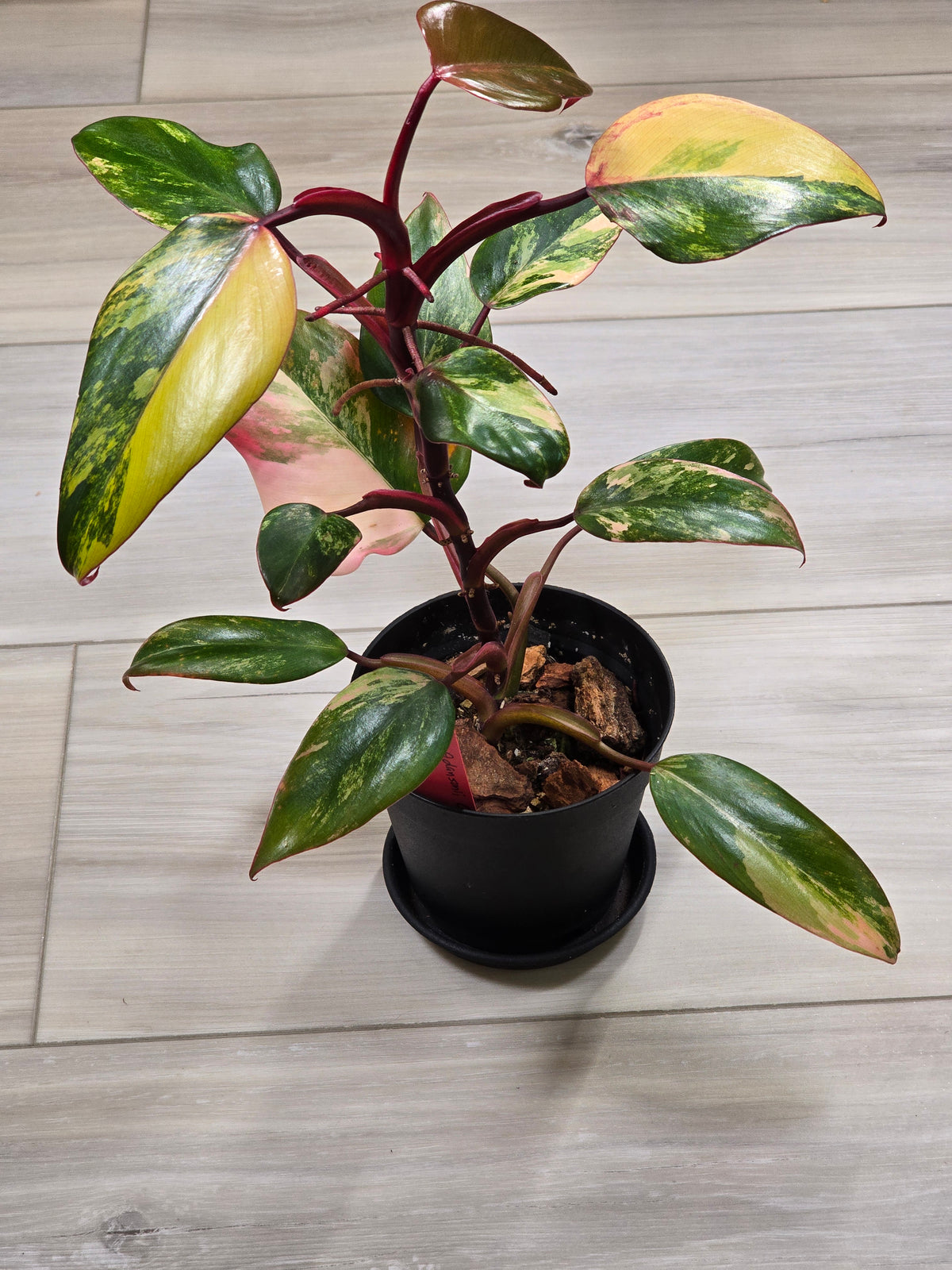 Philodendron Strawberry Shake #7