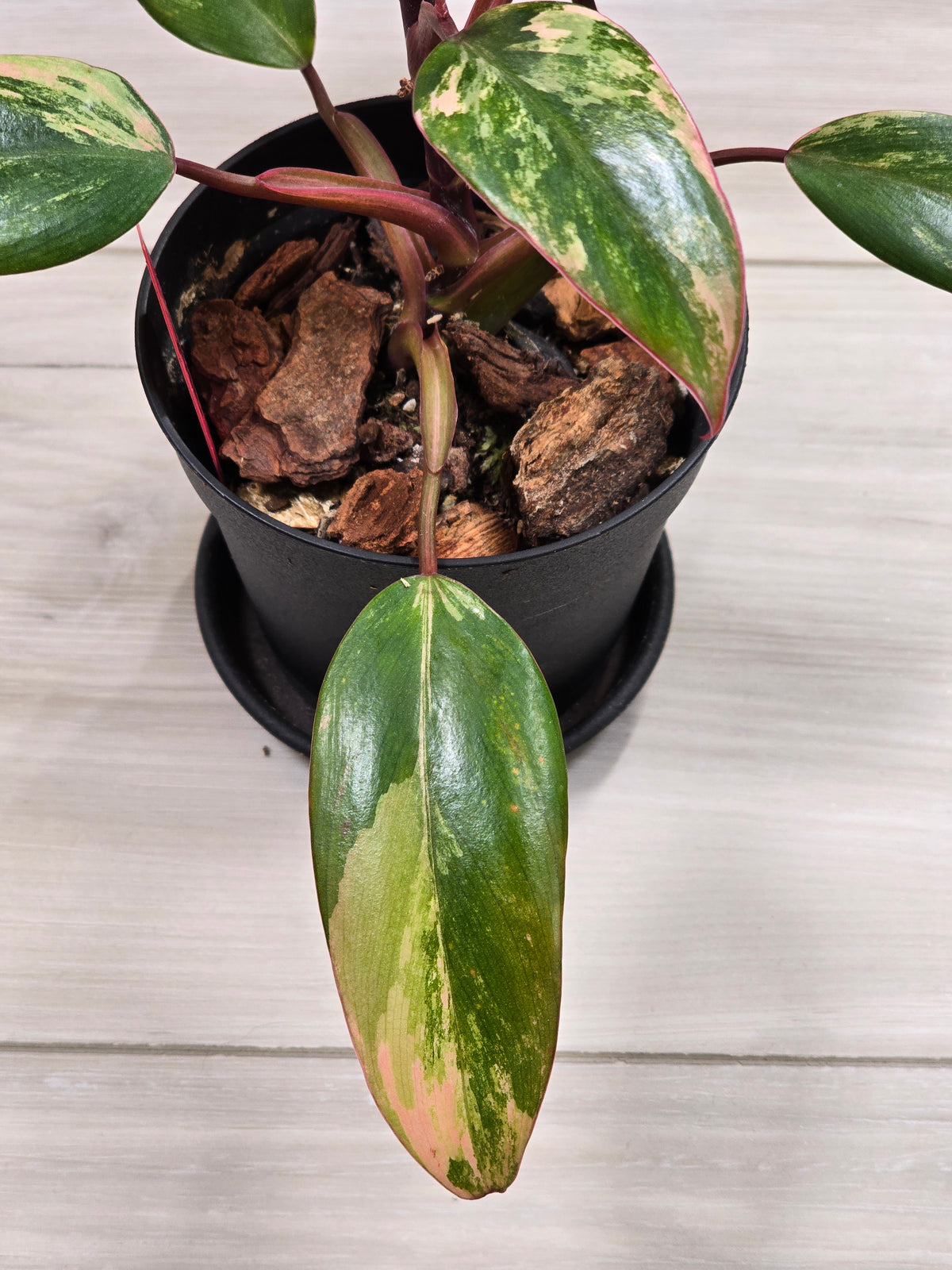 Philodendron Strawberry Shake #7