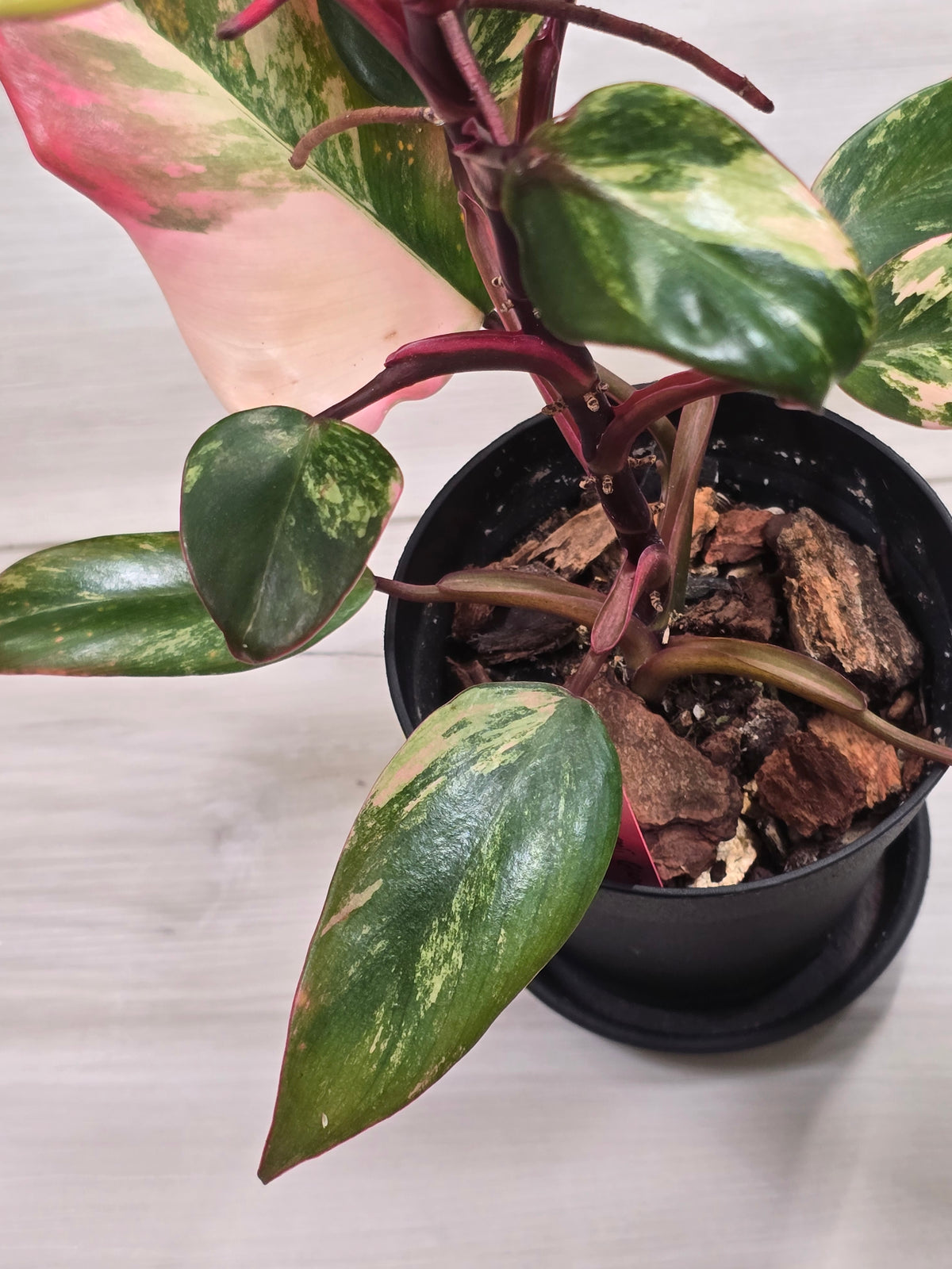 Philodendron Strawberry Shake #7