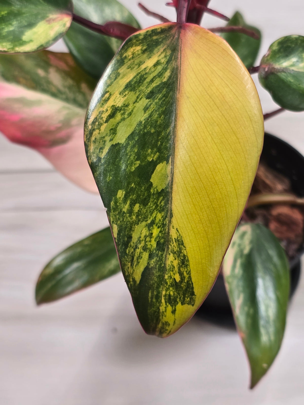 Philodendron Strawberry Shake #7