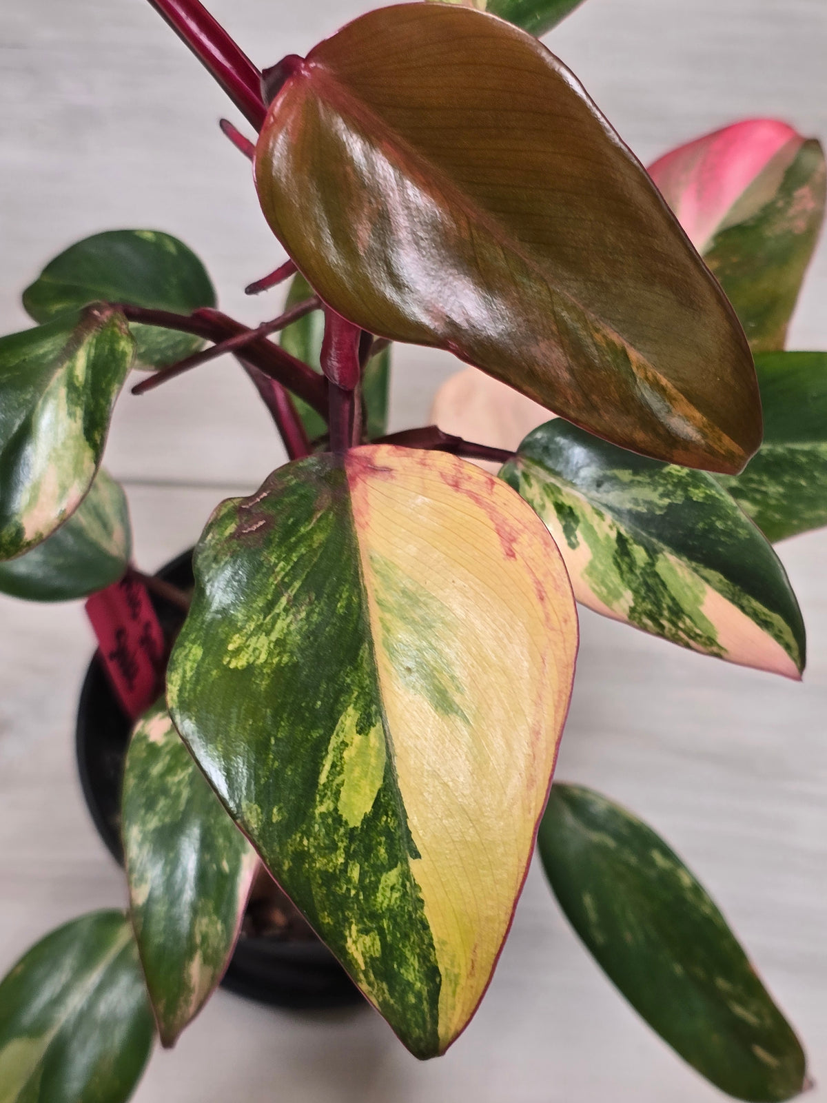 Philodendron Strawberry Shake #7