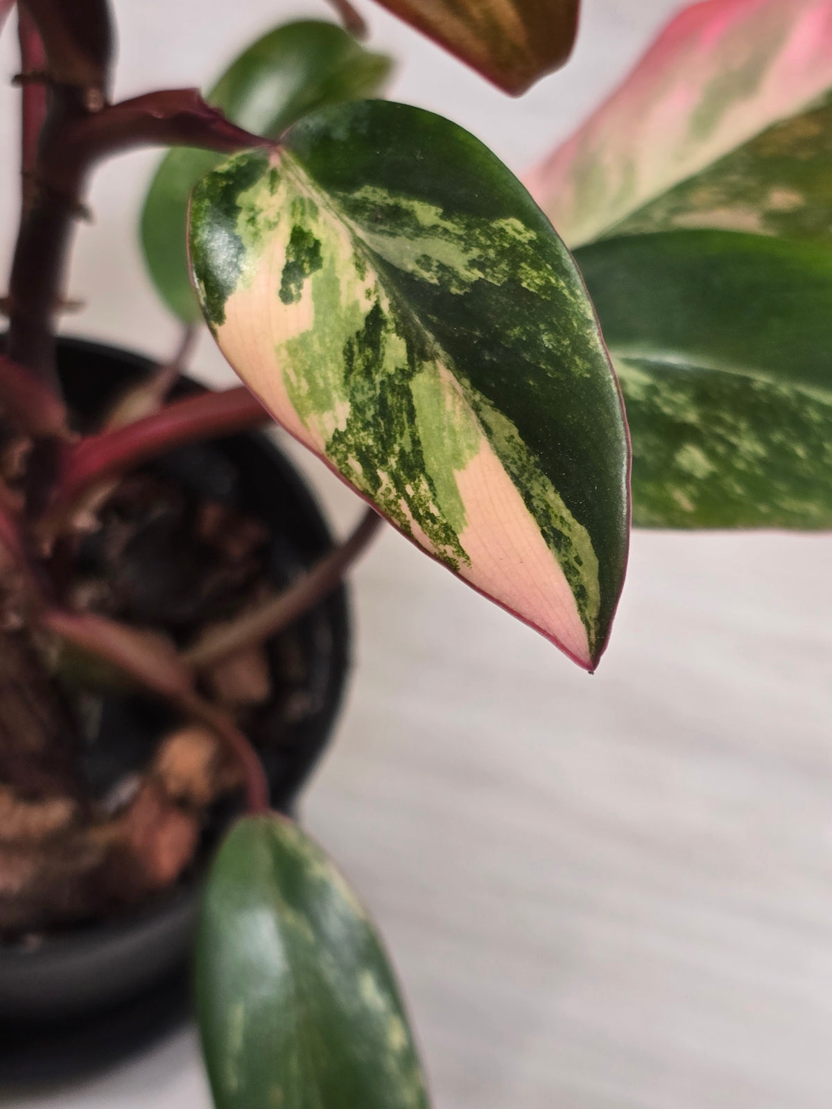 Philodendron Strawberry Shake #7