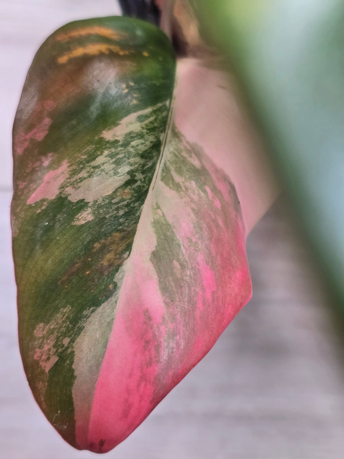 Philodendron Strawberry Shake #7