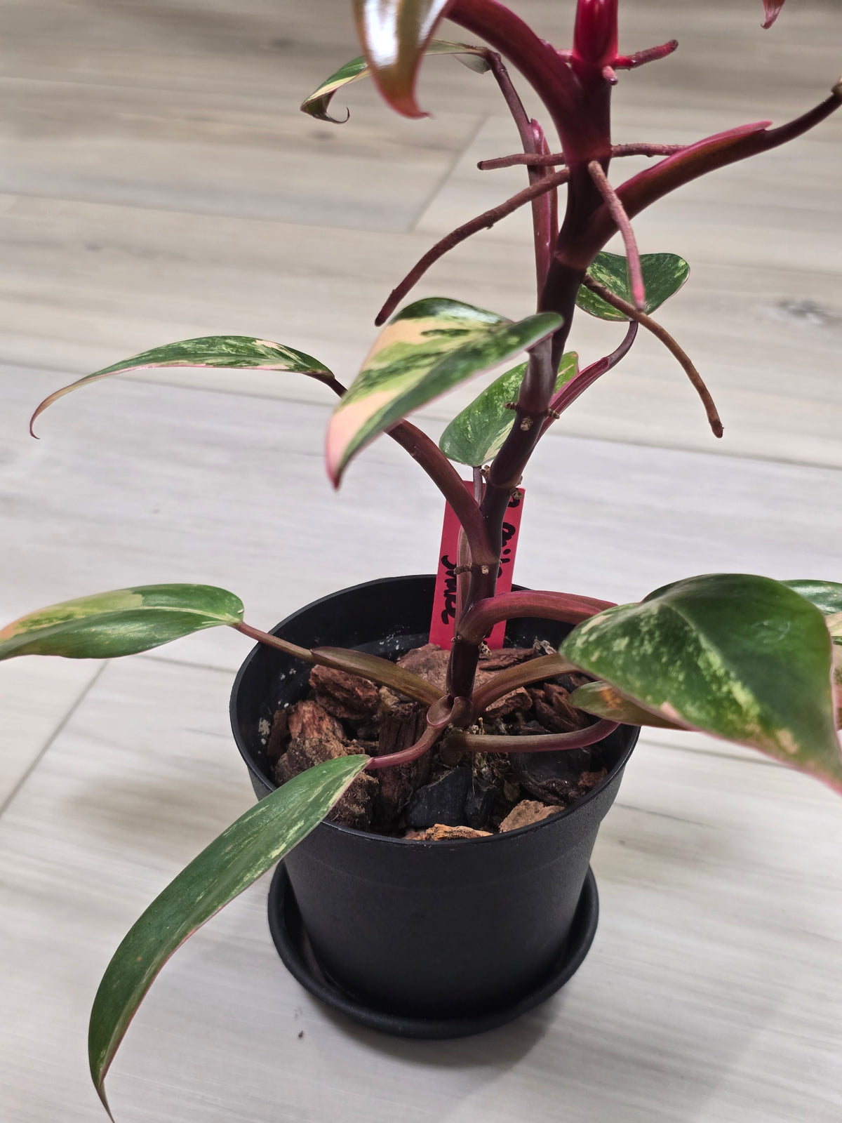 Philodendron Strawberry Shake #7