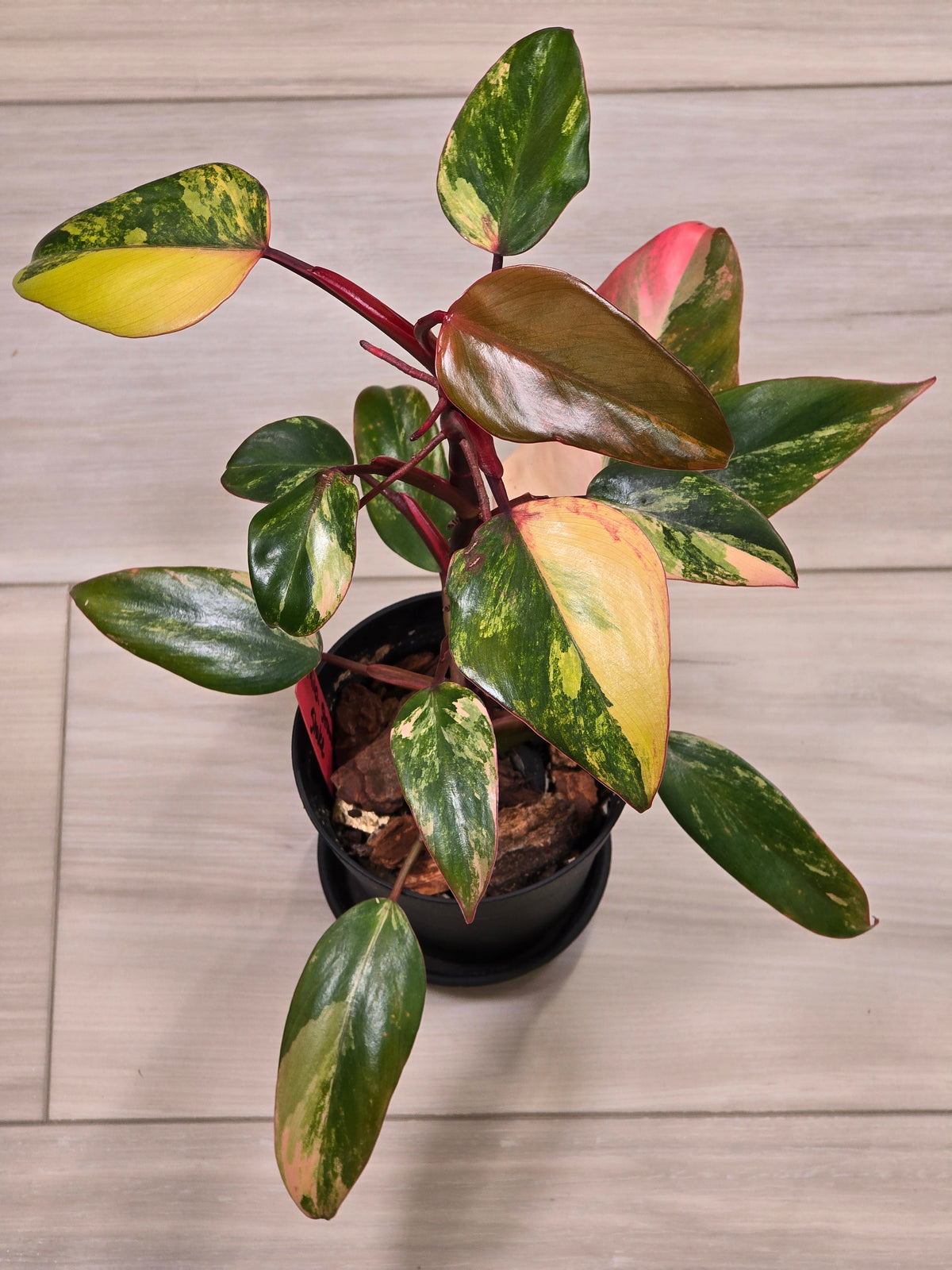 Philodendron Strawberry Shake #7