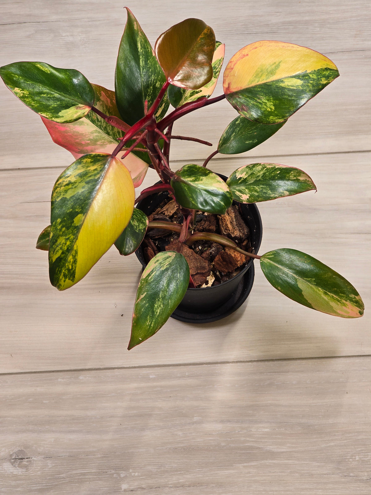 Philodendron Strawberry Shake #7