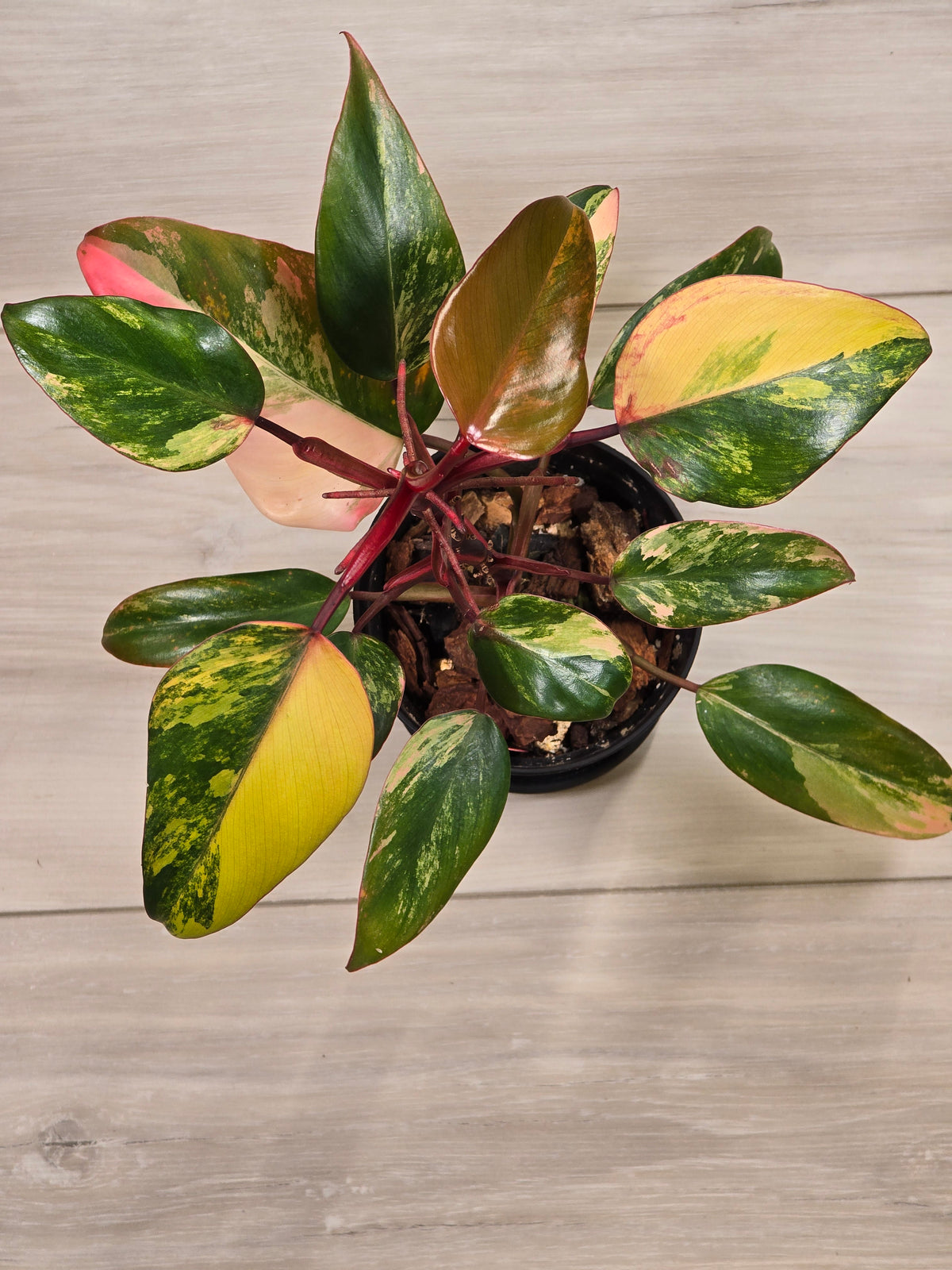 Philodendron Strawberry Shake #7