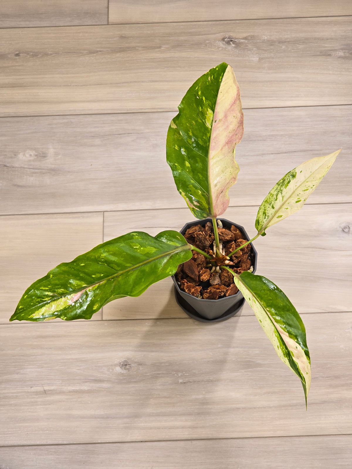 Anthurium Renaissance Variegated #521