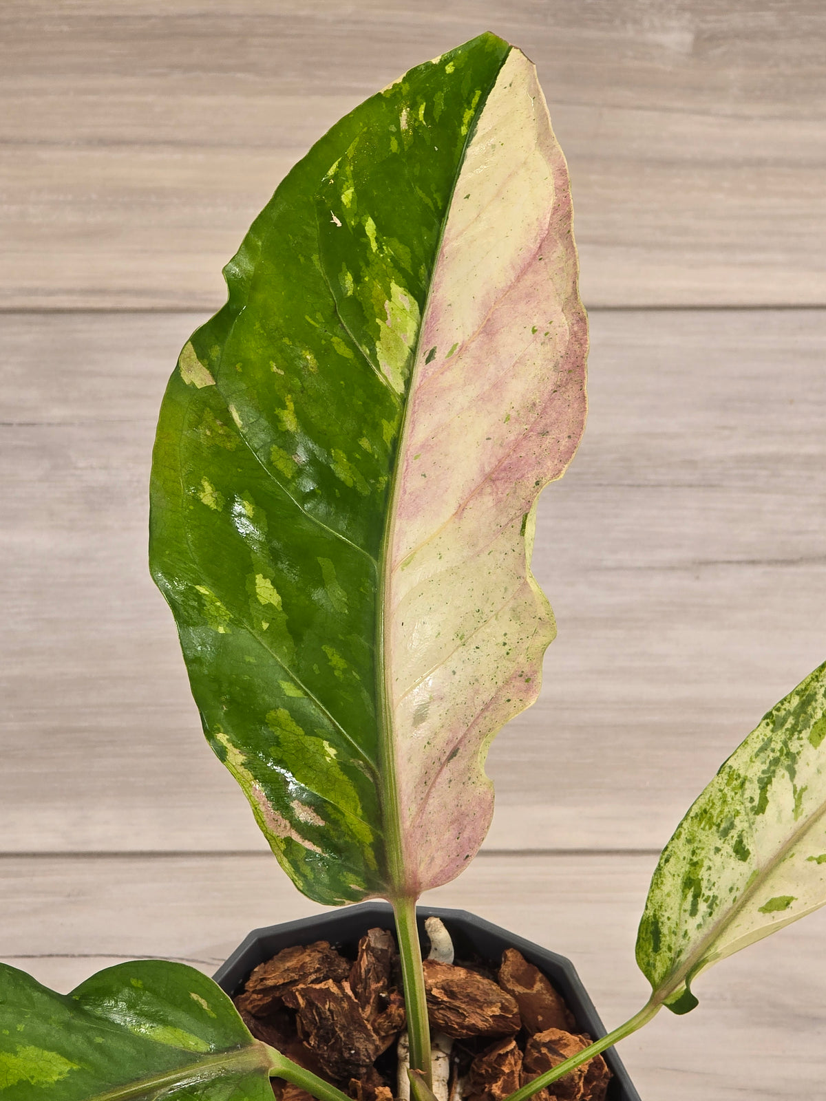 Anthurium Renaissance Variegated #521