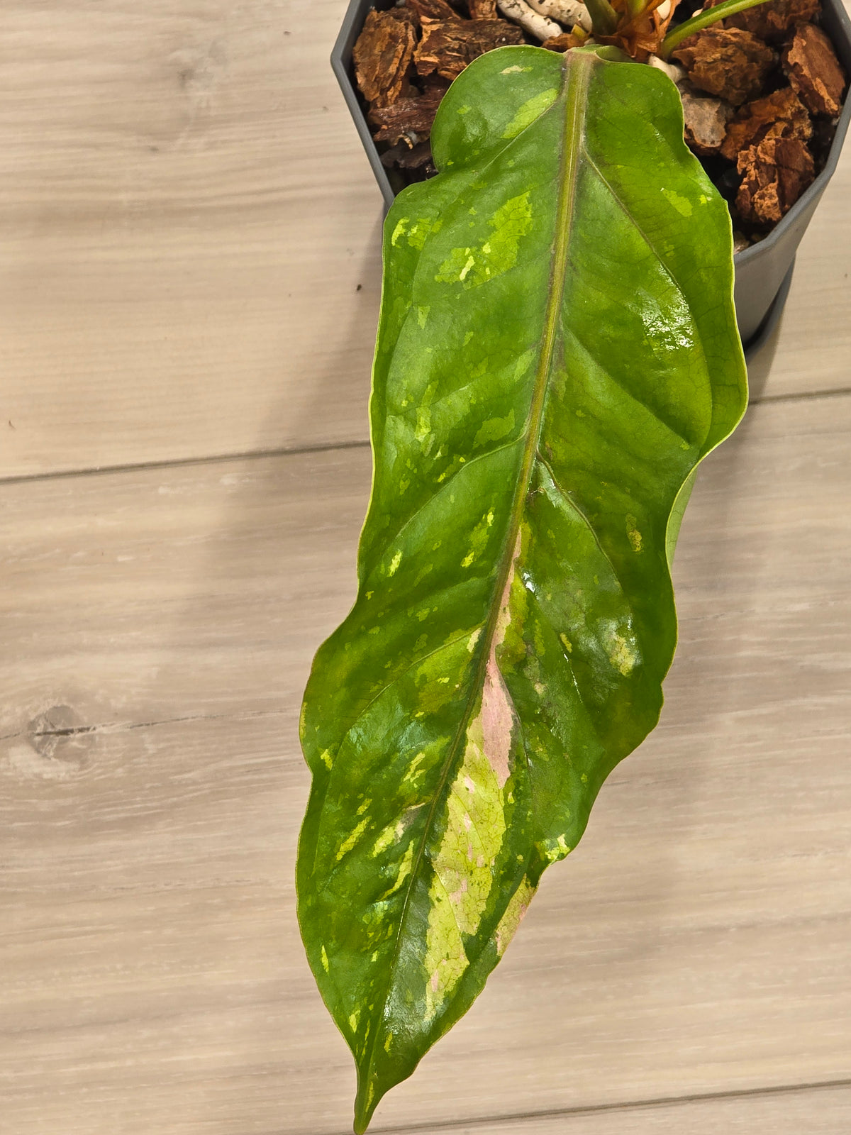 Anthurium Renaissance Variegated #521