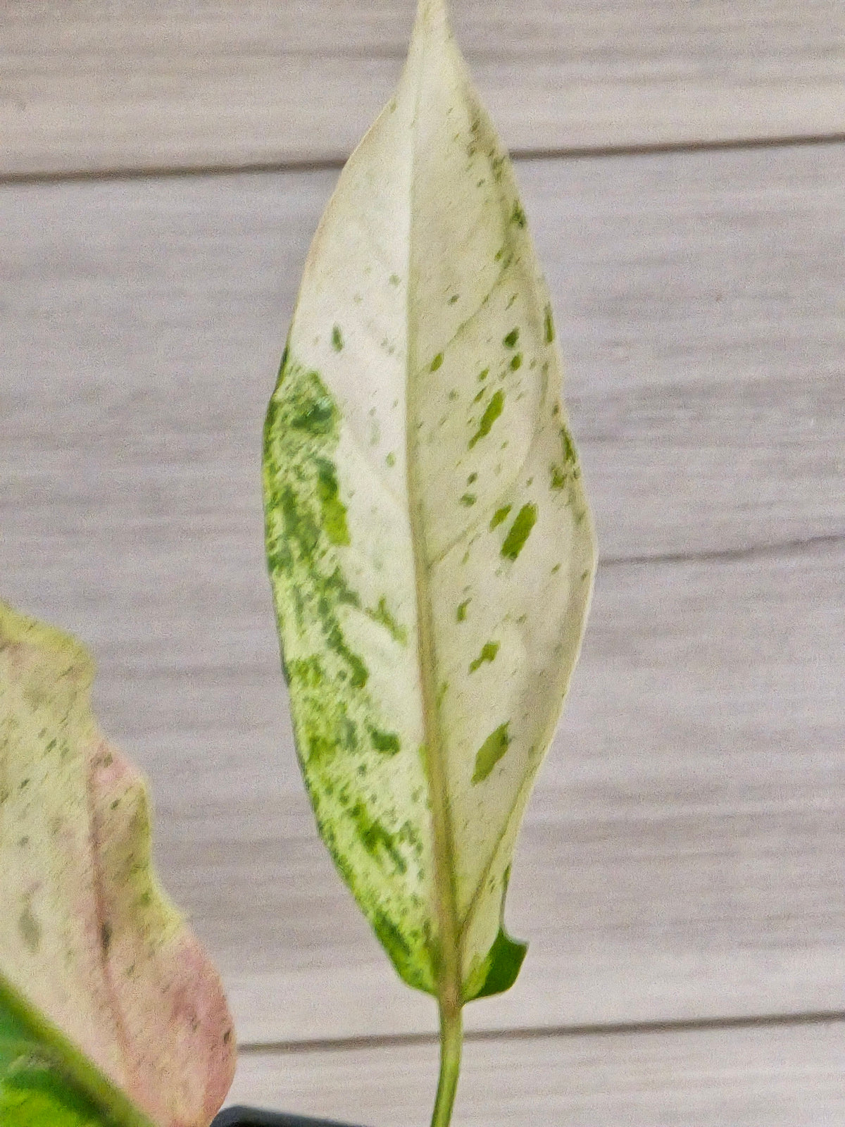 Anthurium Renaissance Variegated #521