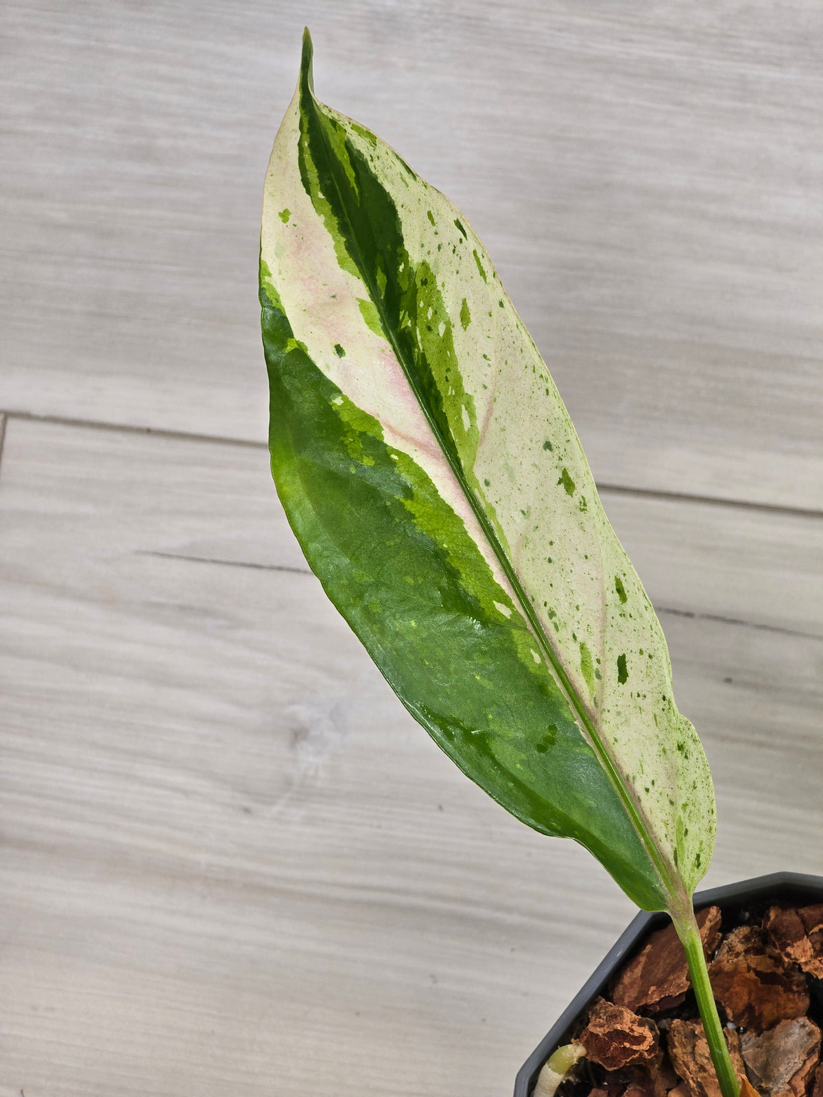 Anthurium Renaissance Variegated #521