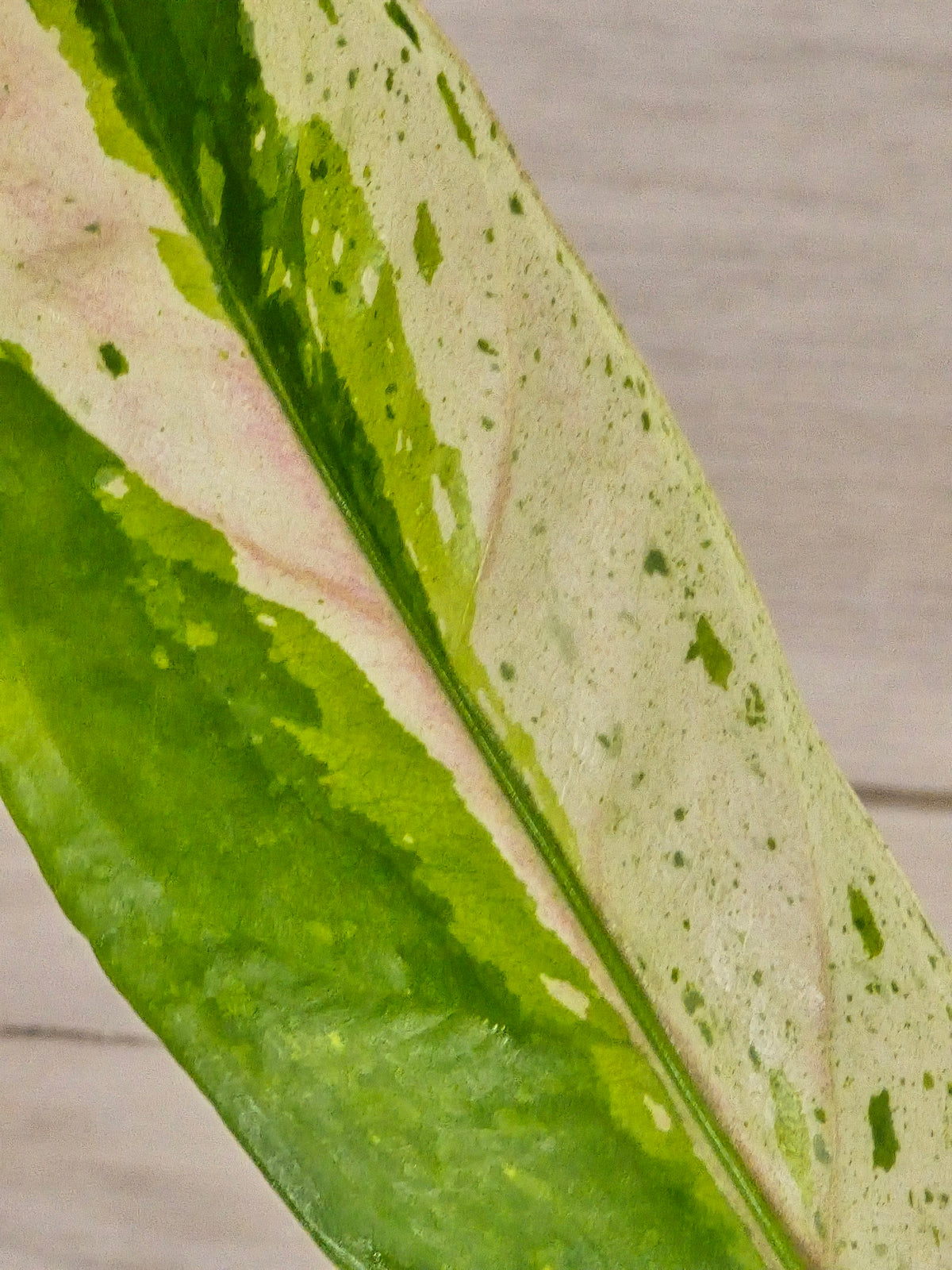 Anthurium Renaissance Variegated #521
