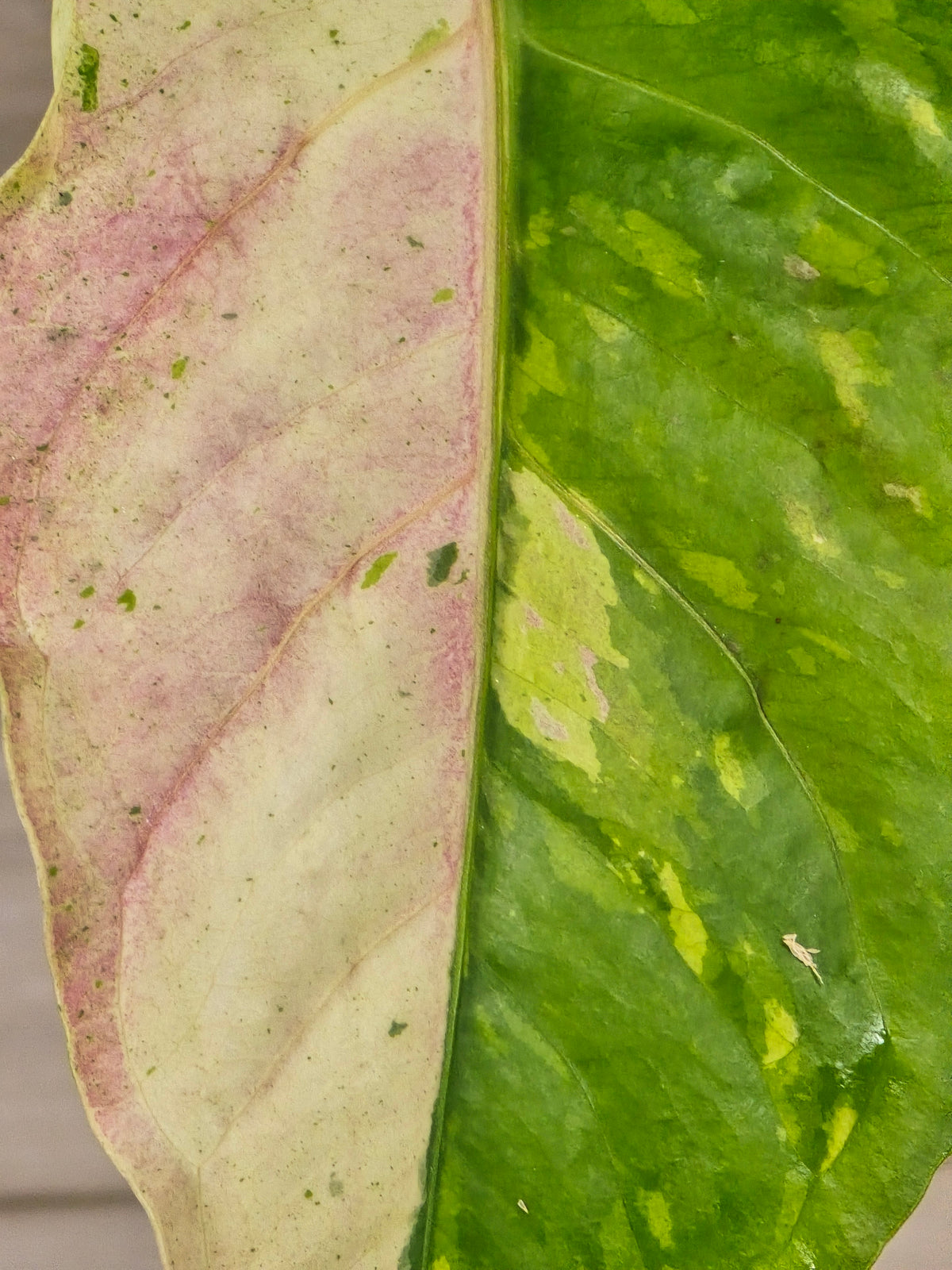 Anthurium Renaissance Variegated #521